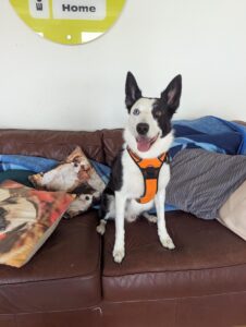 Pet Image